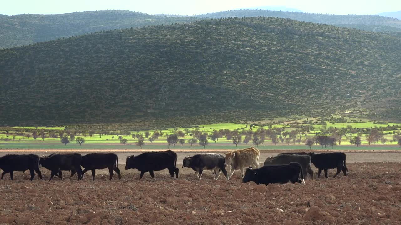 Stock Video Cows And Shepherd Walking Through The Field Live Wallpaper For PC
