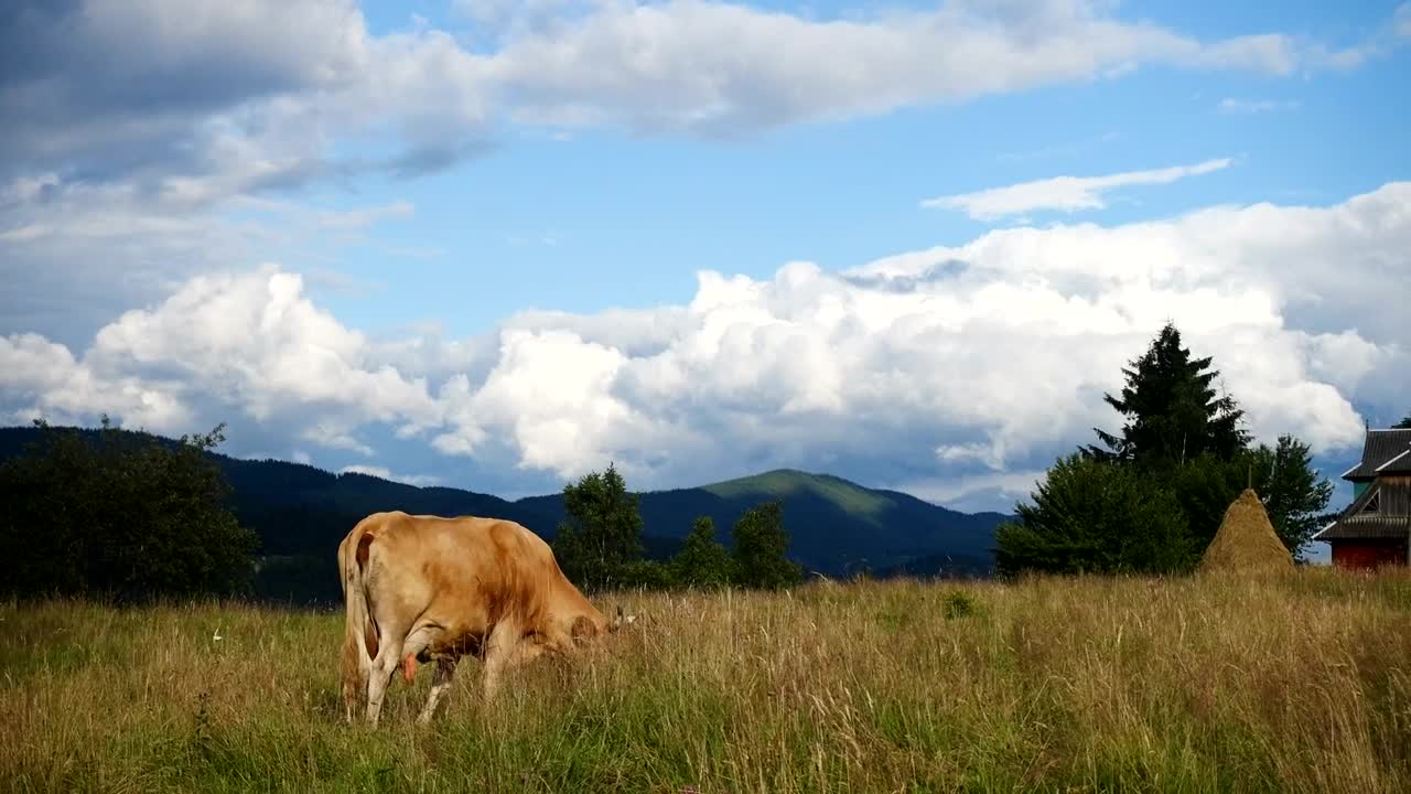 Stock Video Cow Pasture On A Mountain Landscape Live Wallpaper For PC