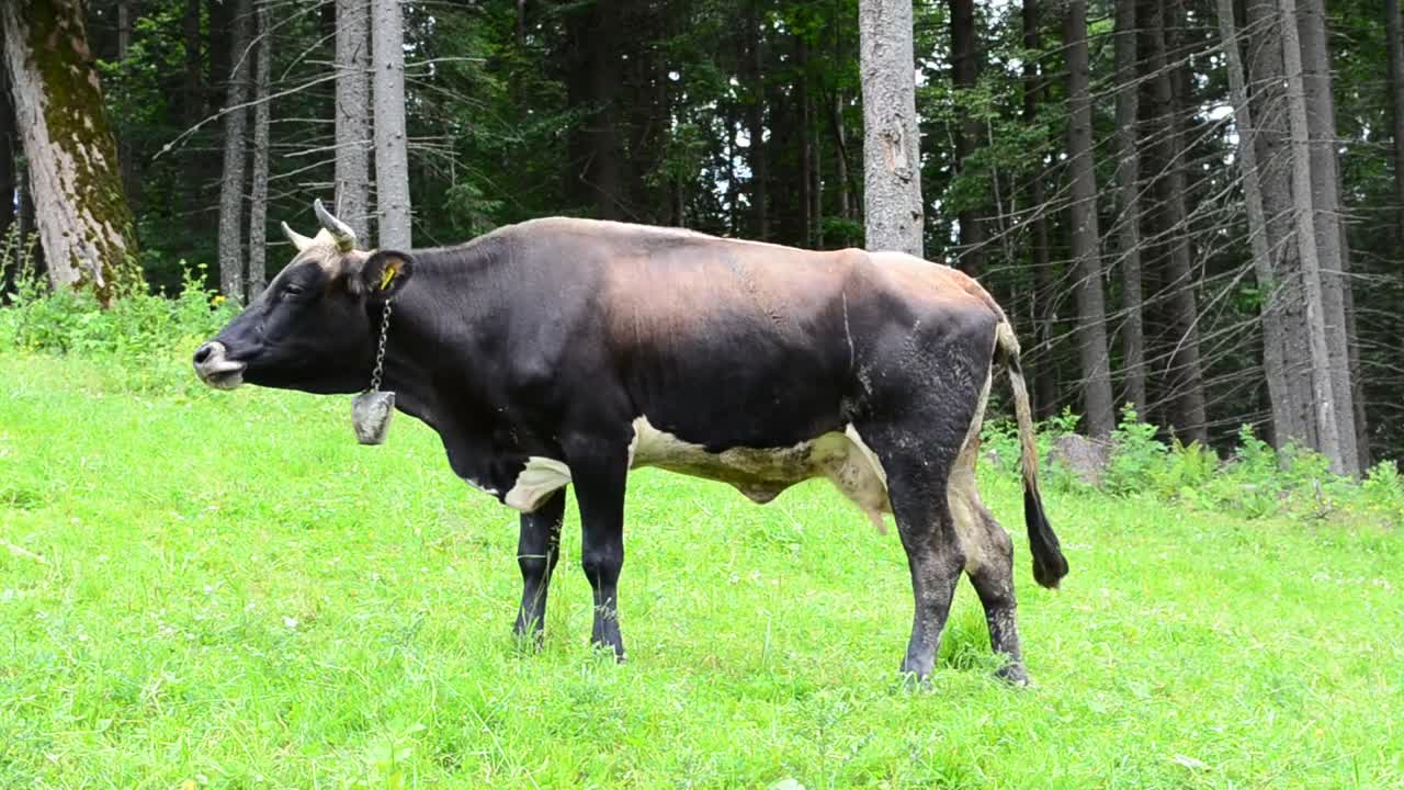 Stock Video Cow On A Mountain Field Live Wallpaper For PC