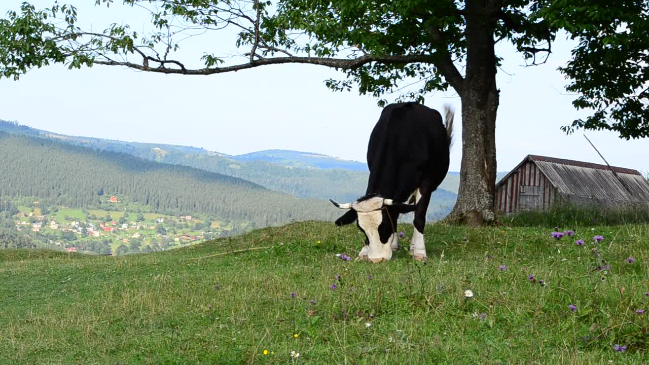 Stock Video Cow Grazing Near A Barn Live Wallpaper For PC