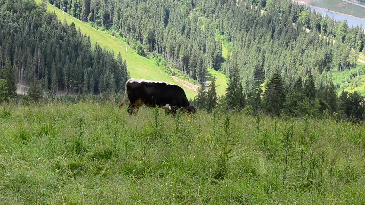 Stock Video Cow Feeding In The Hills Live Wallpaper For PC
