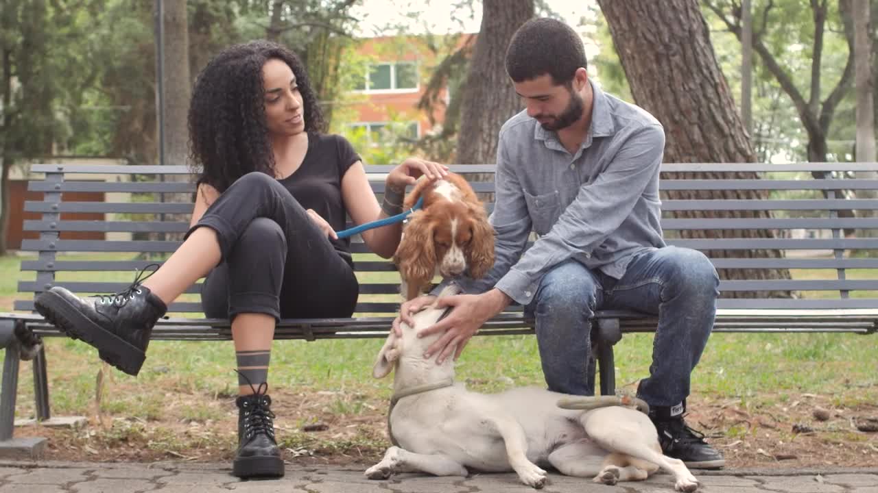 Stock Video Couple With Dogs Resting On Park Bench Live Wallpaper For PC