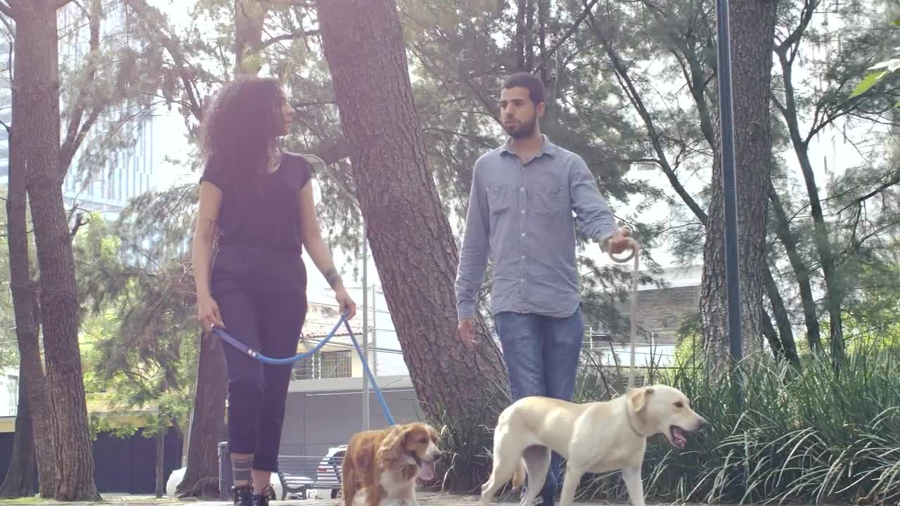Stock Video Couple Walking With Their Dogs Through A Park Live Wallpaper For PC