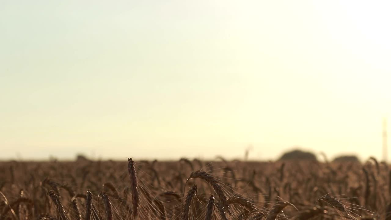 Stock Video Couple Walking Together In A Wheat Field Live Wallpaper For PC