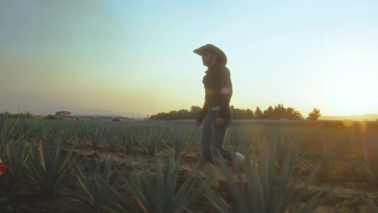 Stock Video Couple Walking Through An Agave Field At Sunset Live Wallpaper For PC