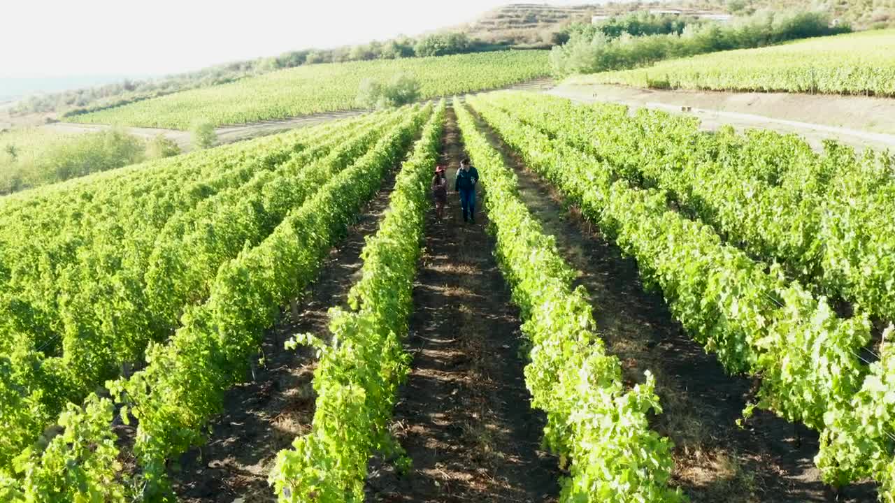 Stock Video Couple Walking Through A Vineyard Field Live Wallpaper For PC