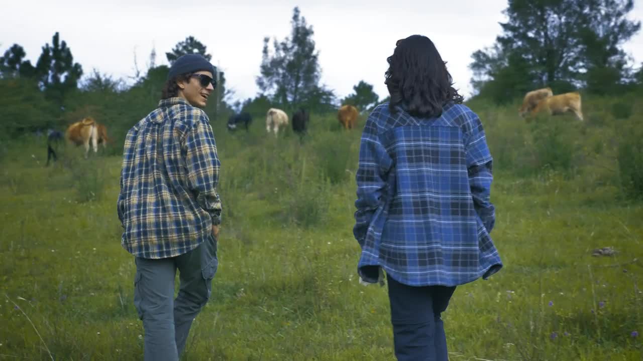 Stock Video Couple Walking Through A Meadow Among Many Cows Live Wallpaper For PC