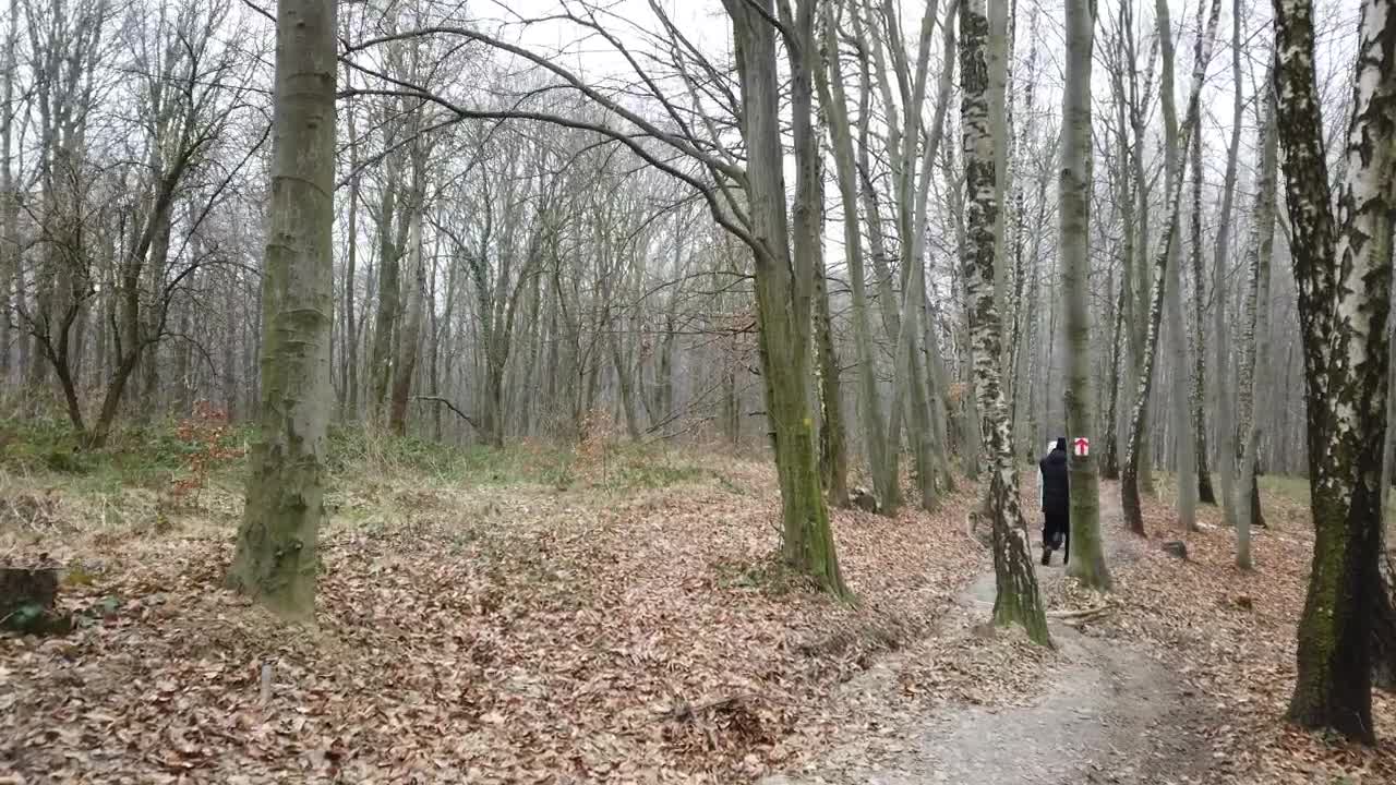 Stock Video Couple Walking Through A Forest During Winter Live Wallpaper For PC