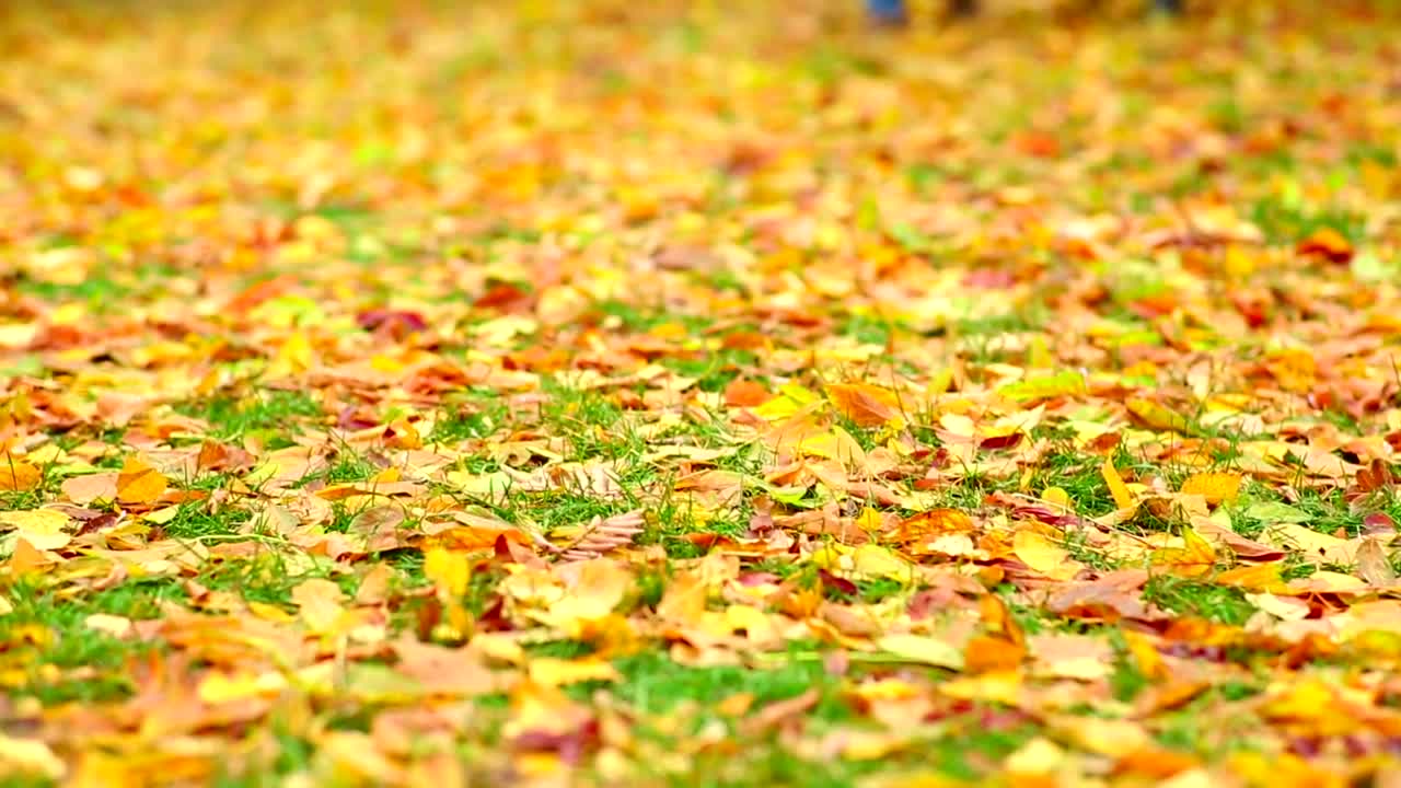 Stock Video Couple Walking On Autumn Leaves Live Wallpaper For PC