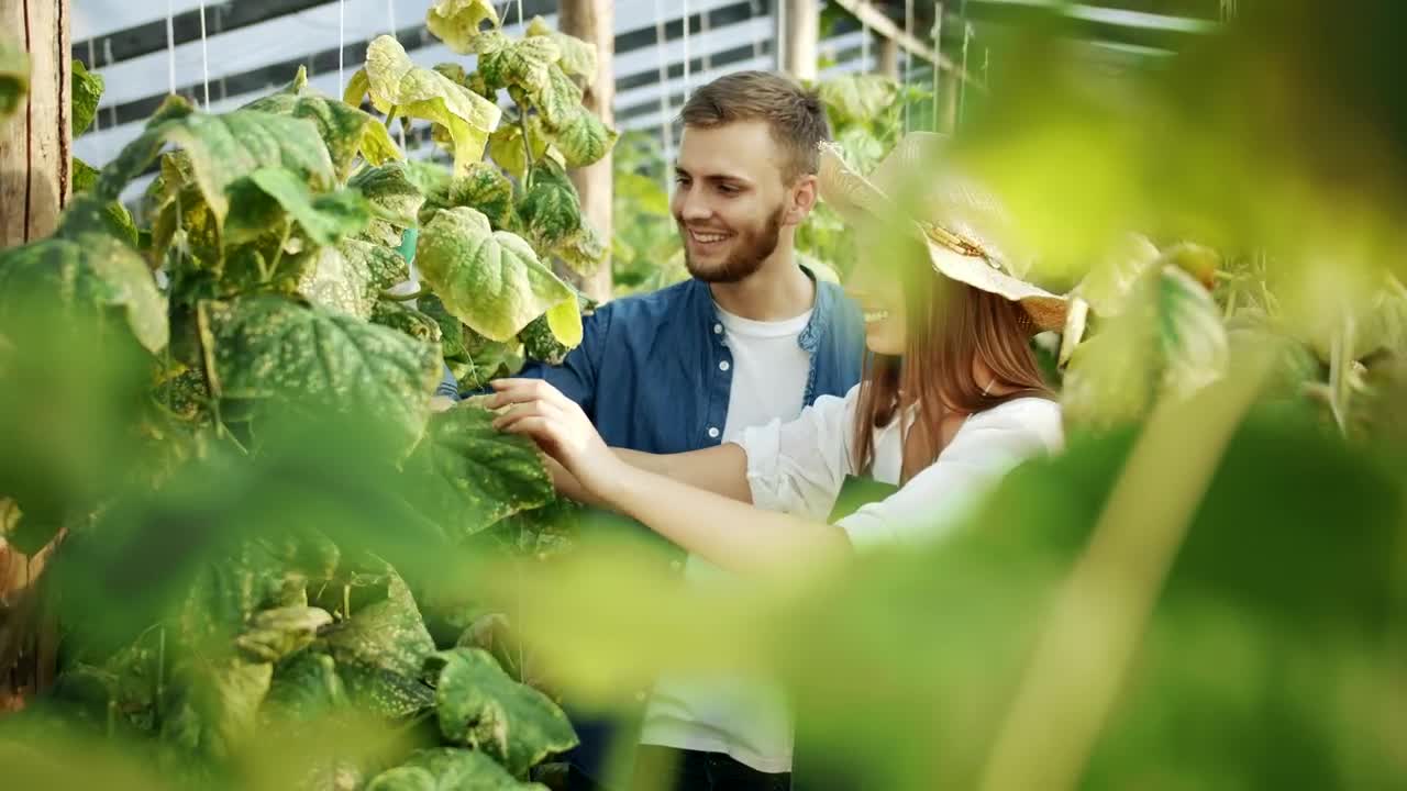 Stock Video Couple Talking About Plants In A Greenhouse Live Wallpaper For PC