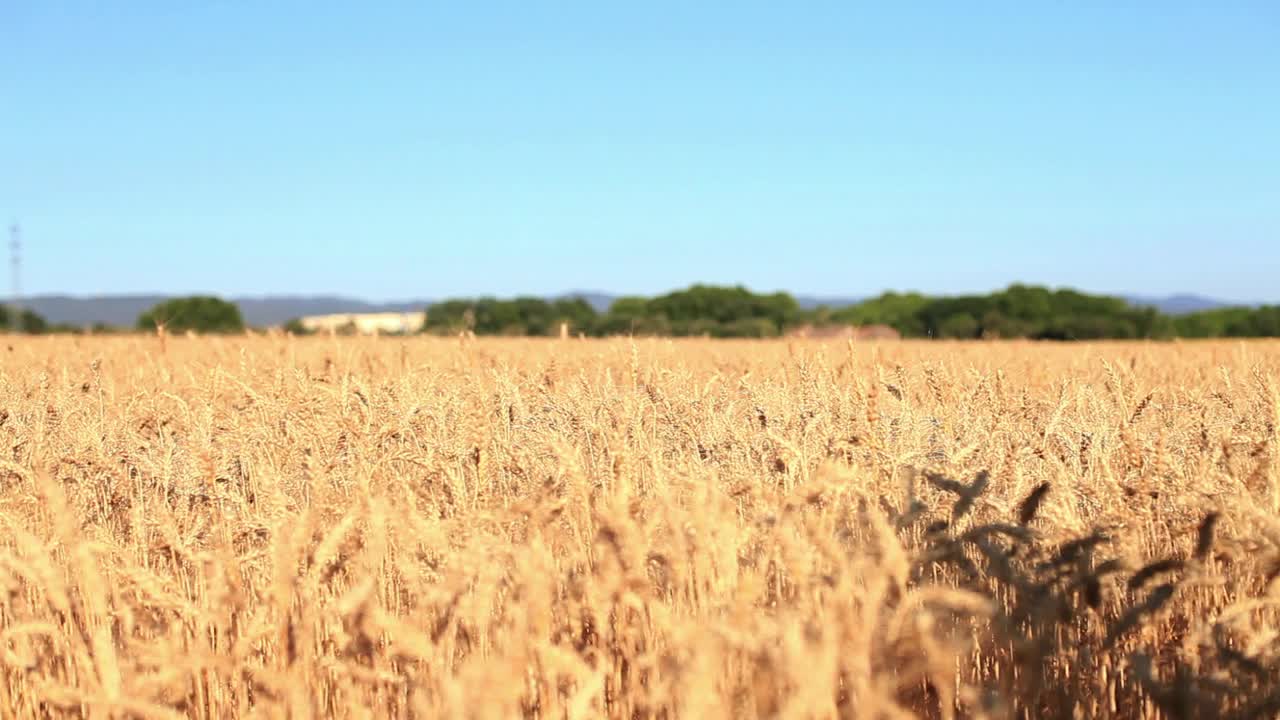 Stock Video Couple Running Through A Wheat Field Live Wallpaper For PC