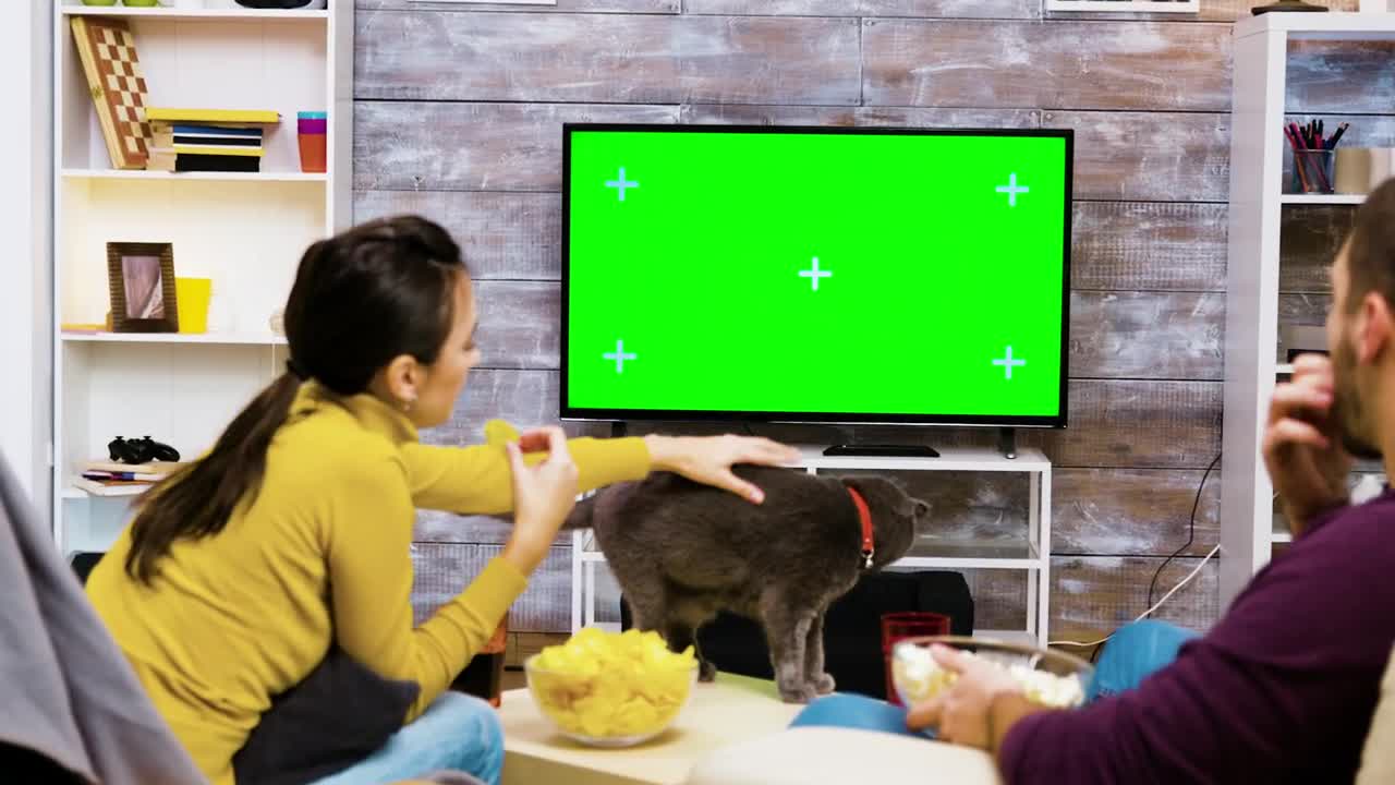 Stock Video Couple Playing With A Cat By The Tv Live Wallpaper For PC