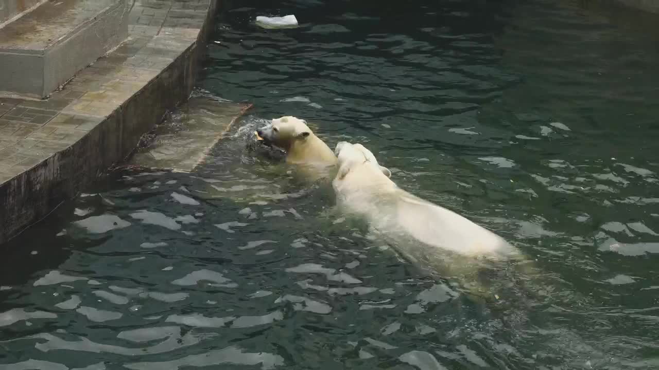 Stock Video Couple Of Polar Bears Playing With Log In The Water Live Wallpaper For PC