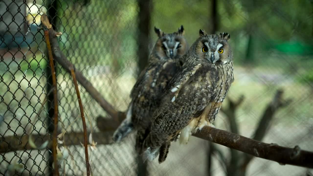 Stock Video Couple Of Owls In A Cage At The Zoo Live Wallpaper For PC