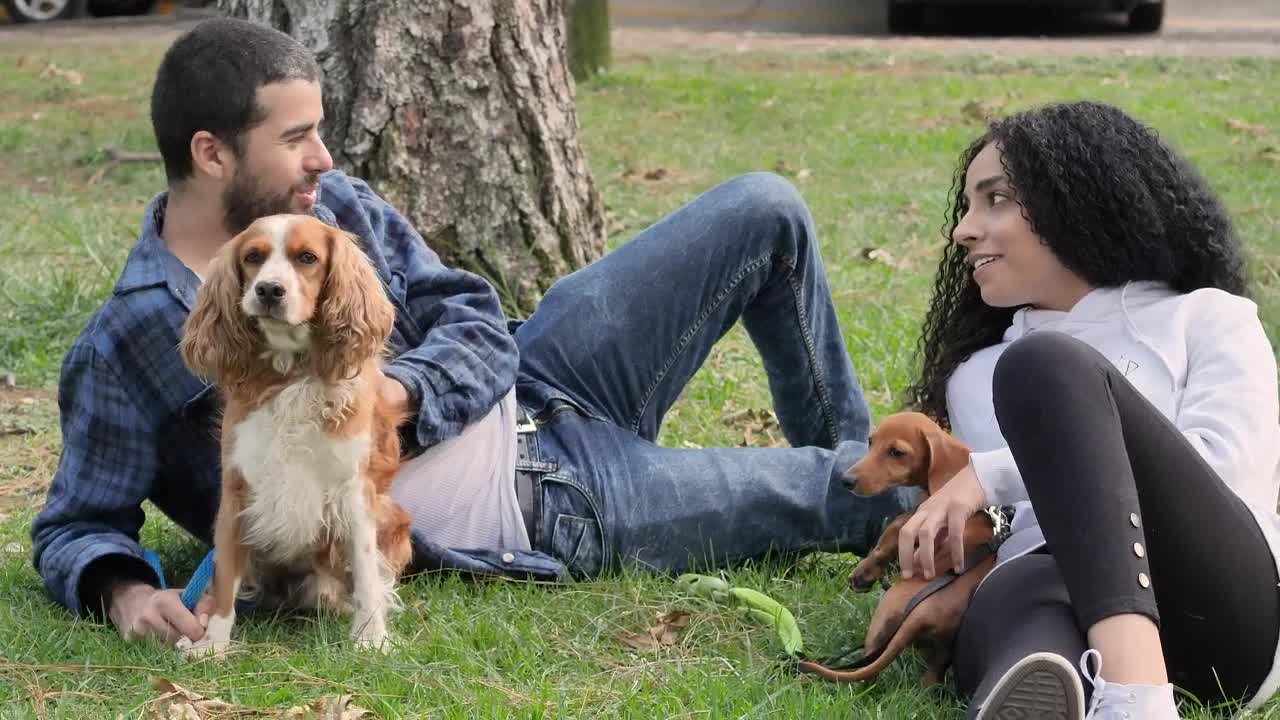 Stock Video Couple Lying Down In A Park Resting With Their Pets Live Wallpaper For PC