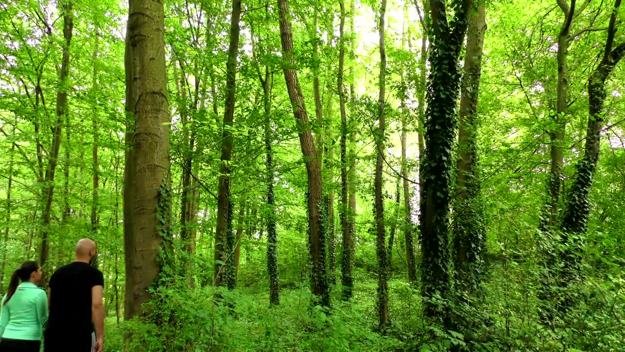 Stock Video Couple In Love Walks In A Forest In Spring Live Wallpaper For PC