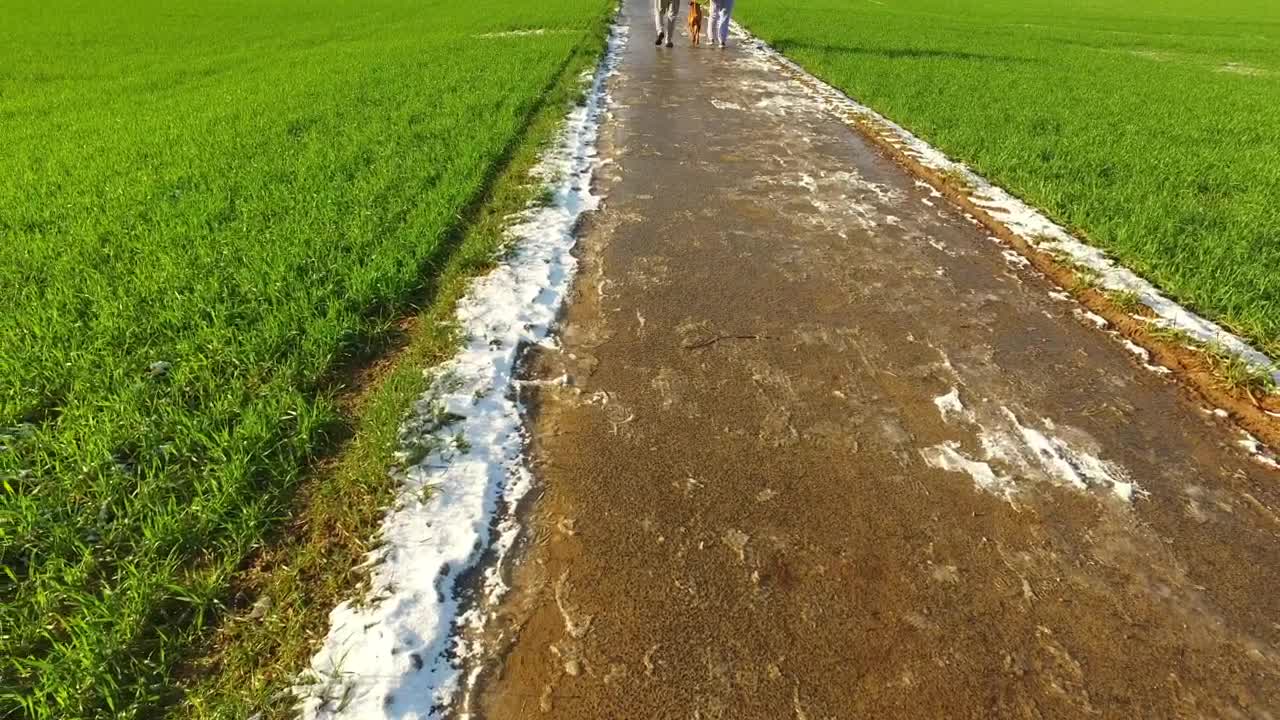 Stock Video Couple And Their Dog Walking Through Green Agricultural Fields Live Wallpaper For PC