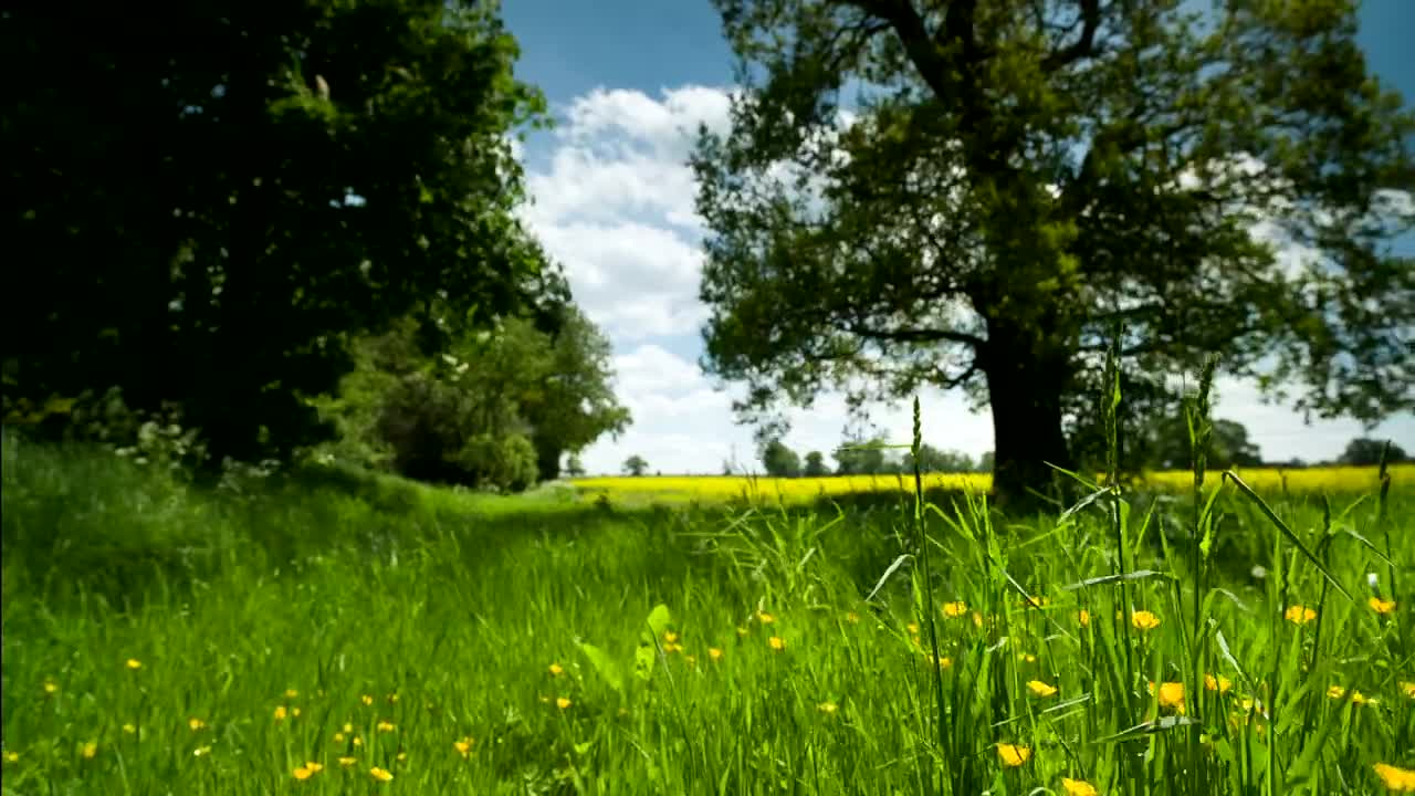 Stock Video Countryside Meadow Live Wallpaper For PC