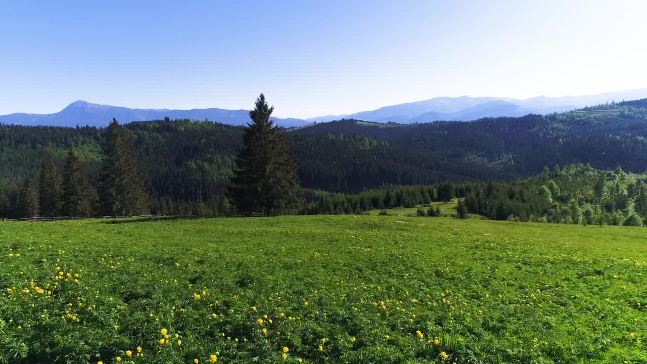 Stock Video Country Boil And Flowers On A Ridge With Pine Live Wallpaper For PC