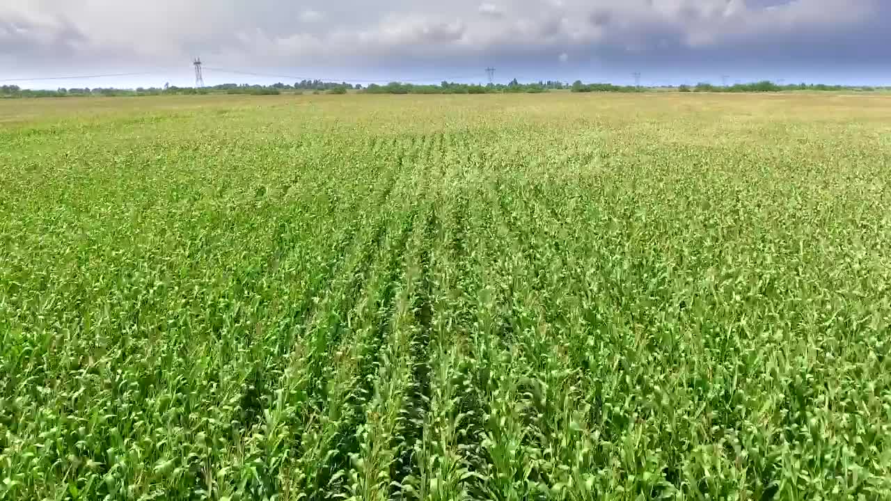Stock Video Cornfield Moving With The Wind Live Wallpaper For PC