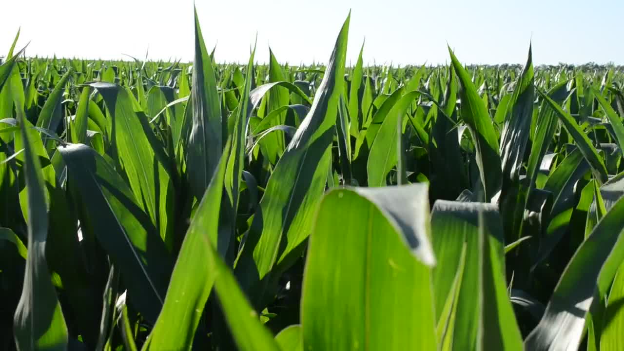 Stock Video Corn Growing In A Field Live Wallpaper For PC