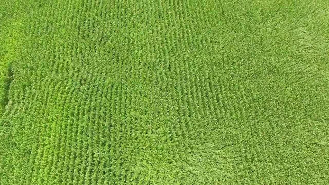 Stock Video Corn Fields On A Sunny Day Moving With The Wind Live Wallpaper For PC
