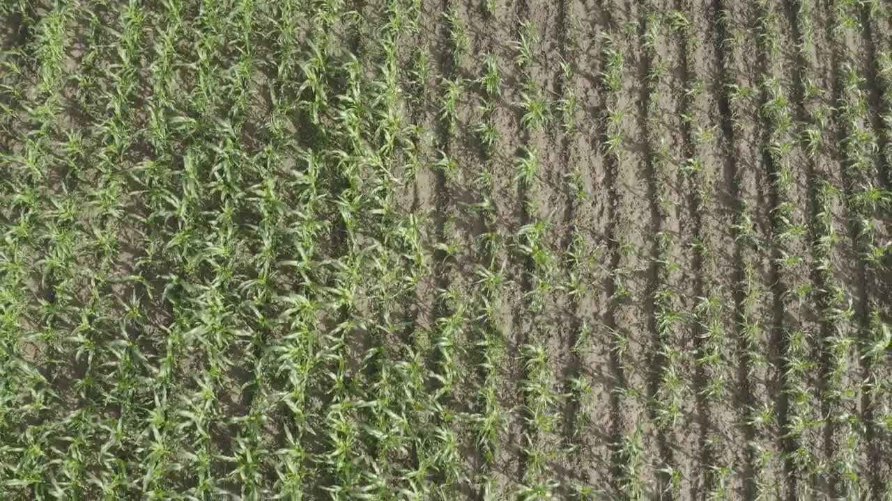 Stock Video Corn Field In Africa Live Wallpaper For PC
