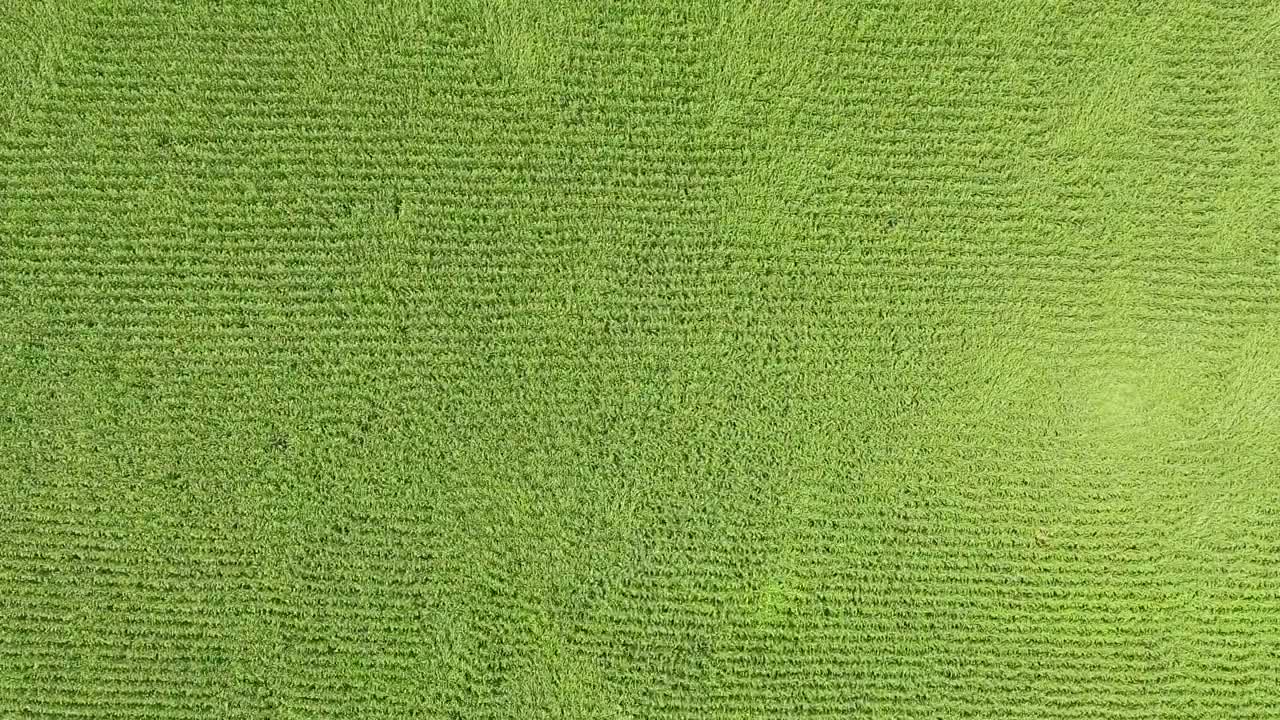 Stock Video Corn Fields Moved By The Wind Top Aerial Shot Live Wallpaper For PC