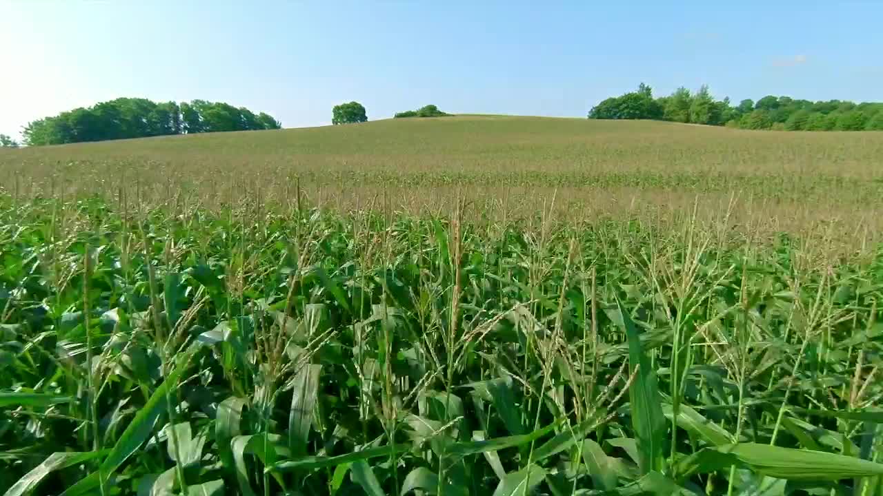 Stock Video Corn Field Before Harvest Live Wallpaper For PC