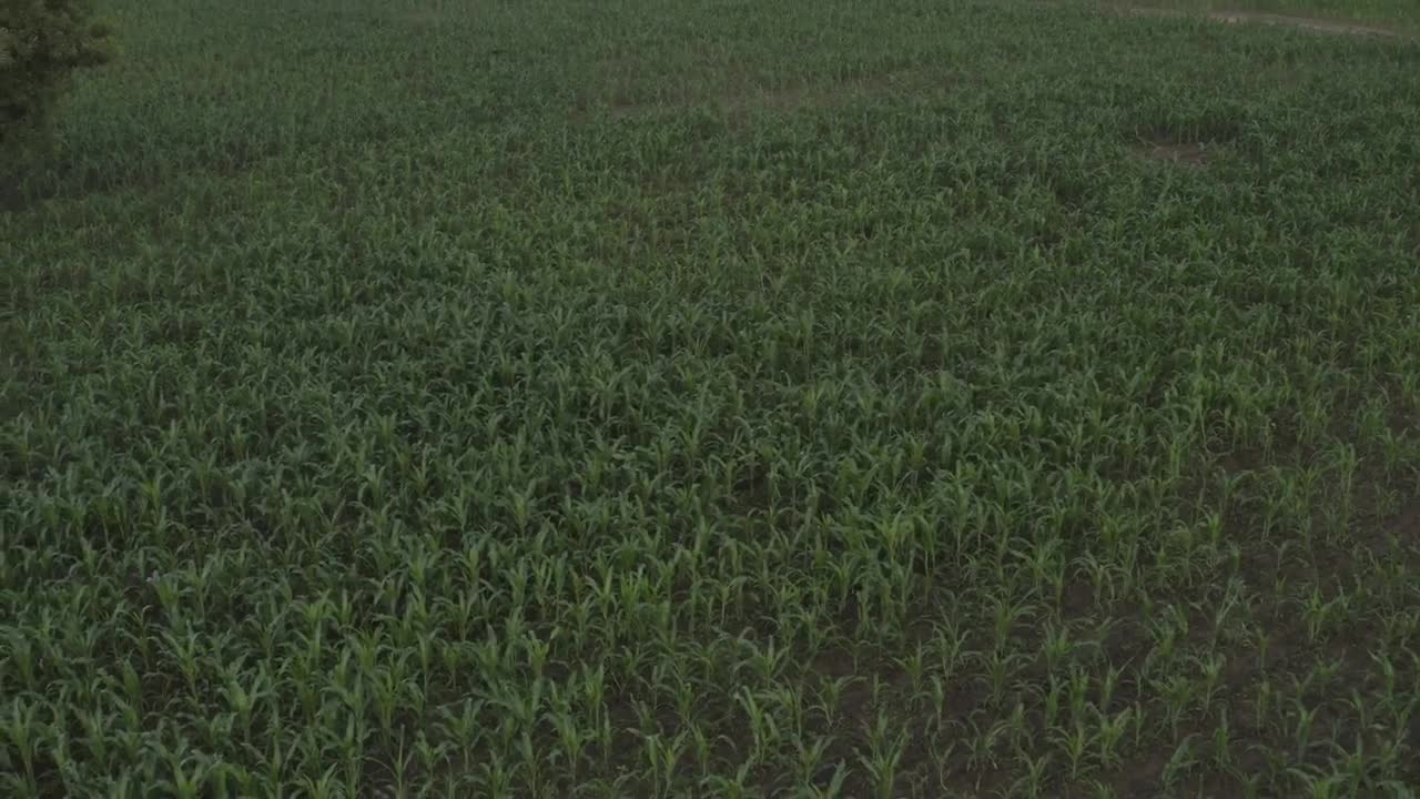 Stock Video Corn Field In Africa After The Rain Live Wallpaper For PC