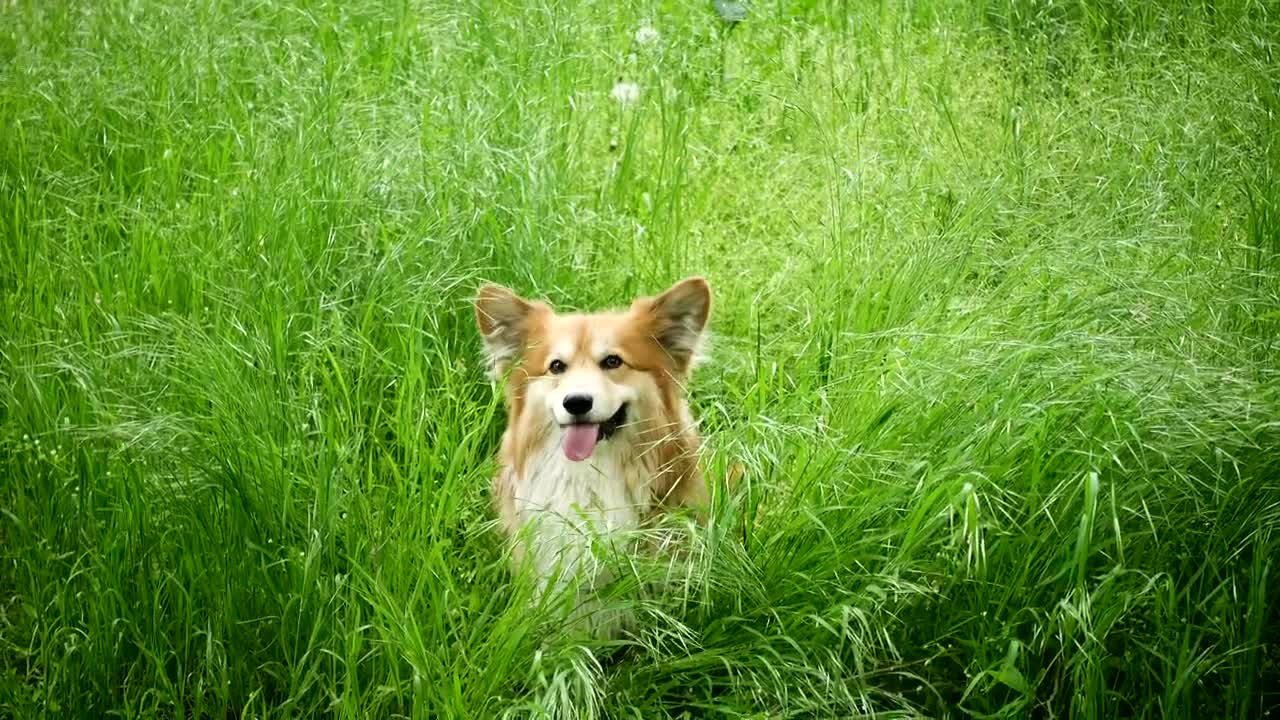 Stock Video Corgi Dog In The Grassfield Live Wallpaper For PC
