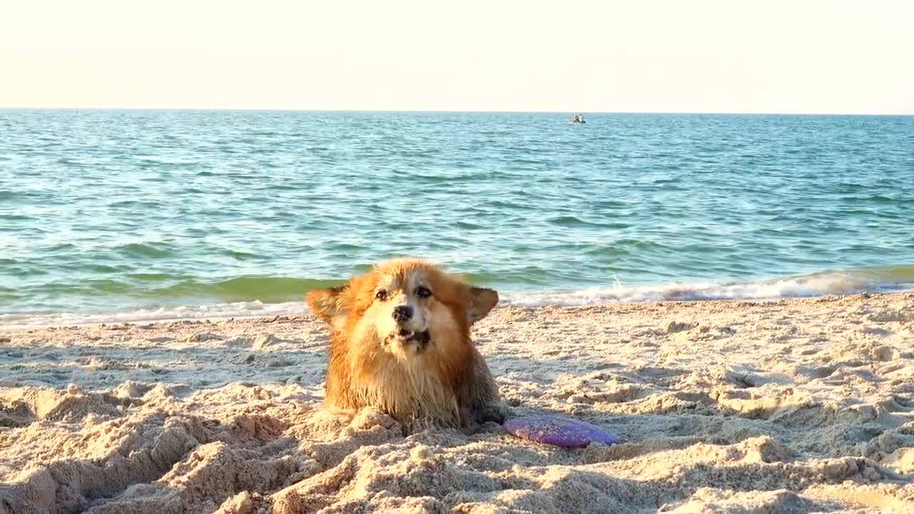 Stock Video Corgi Dog Enjoying The Beach Live Wallpaper For PC