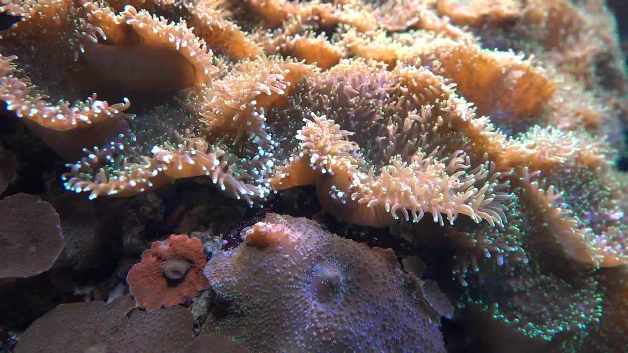 Stock Video Coral Reef Underwater Live Wallpaper For PC