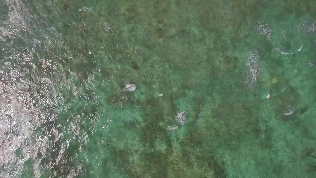 Stock Video Coral Just Below The Surface Live Wallpaper For PC