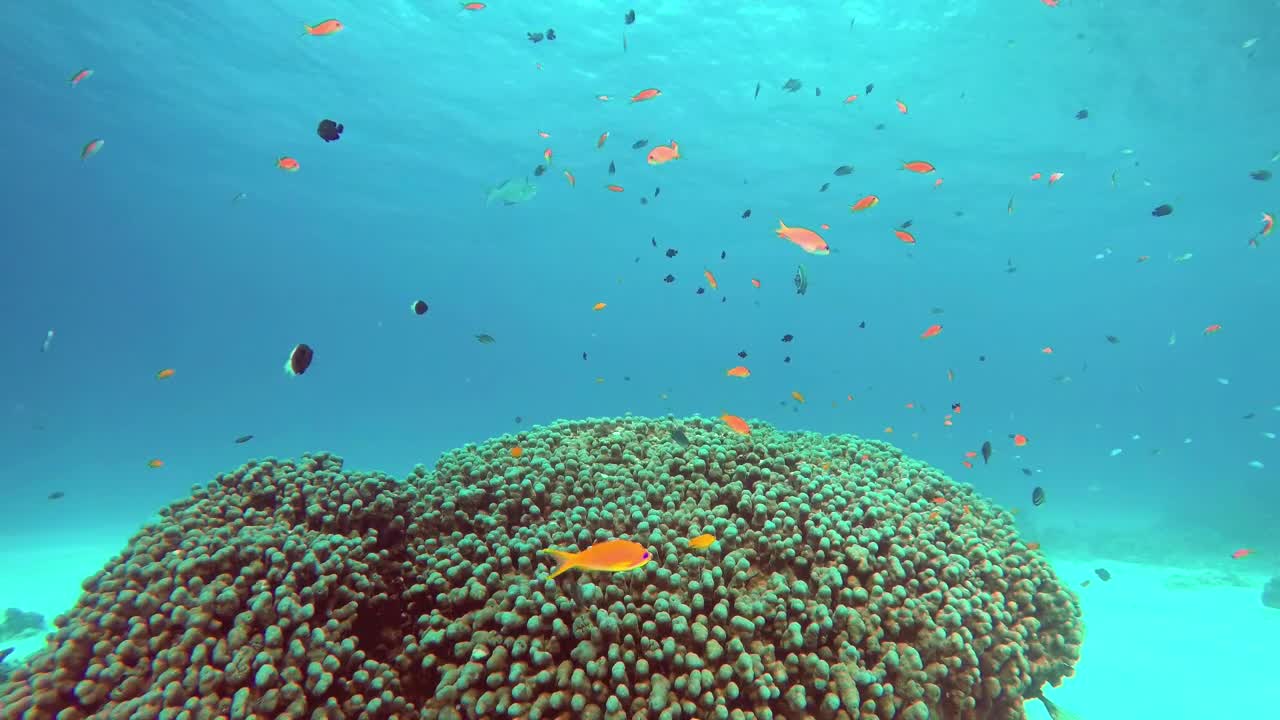 Stock Video Coral Fish Swimming Off The Coast Live Wallpaper For PC