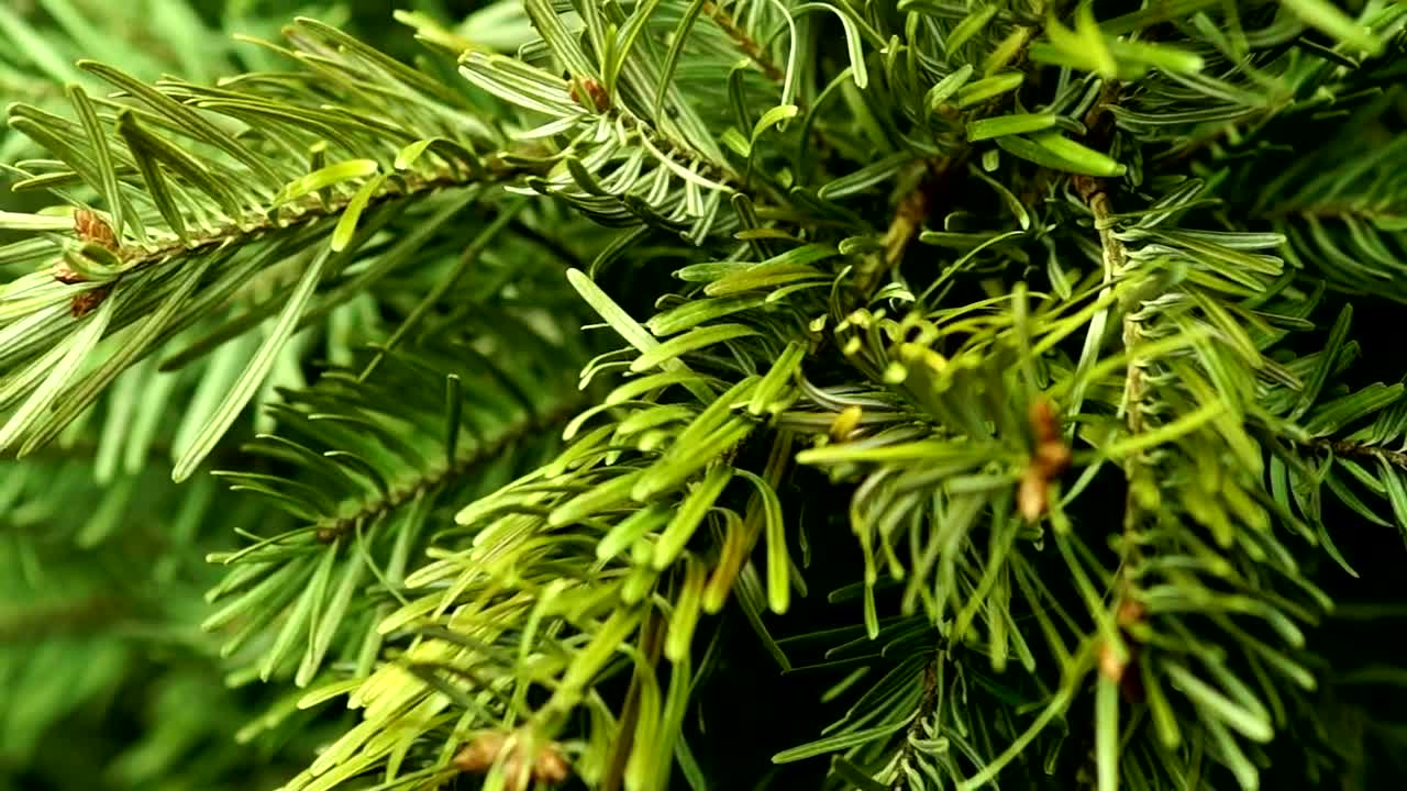 Stock Video Coniferous Tree Close Up Live Wallpaper For PC