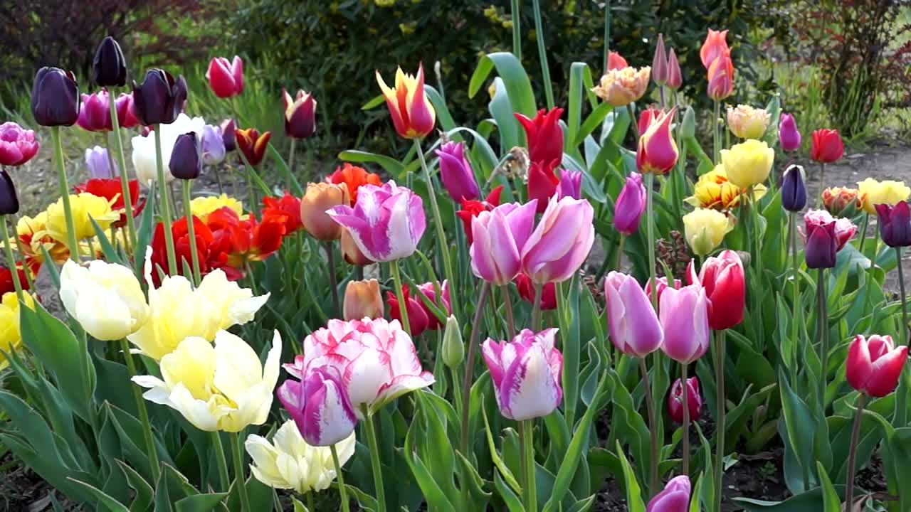 Stock Video Colorful Tulips In The Garden Live Wallpaper For PC
