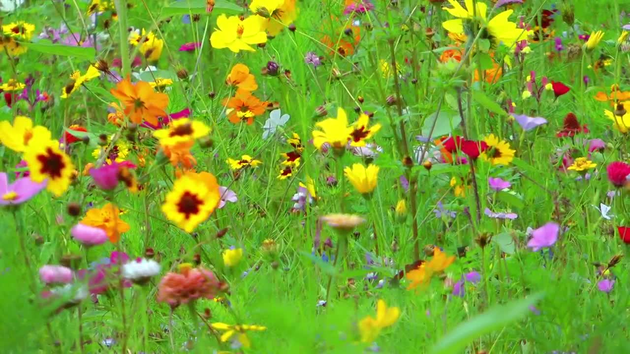 Stock Video Colorful Flower Field Static Shot Live Wallpaper For PC