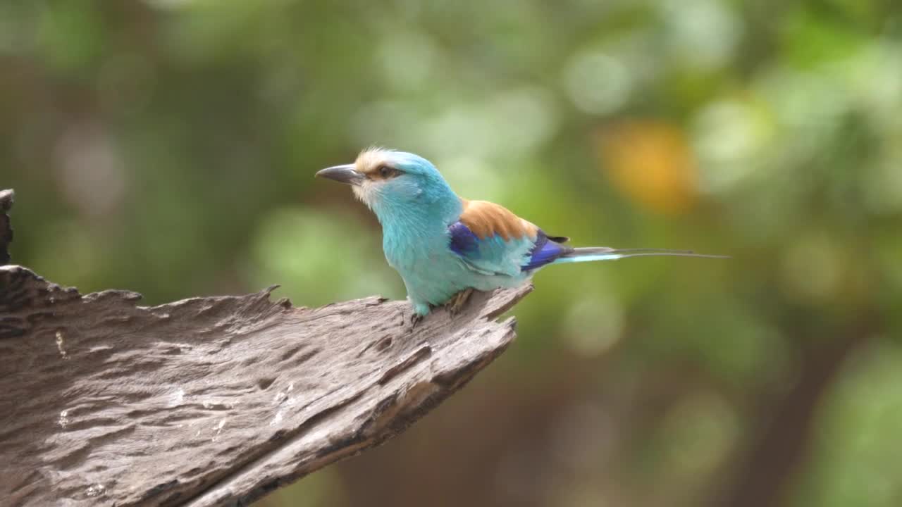 Stock Video Colorful Bird On A Tree Live Wallpaper For PC