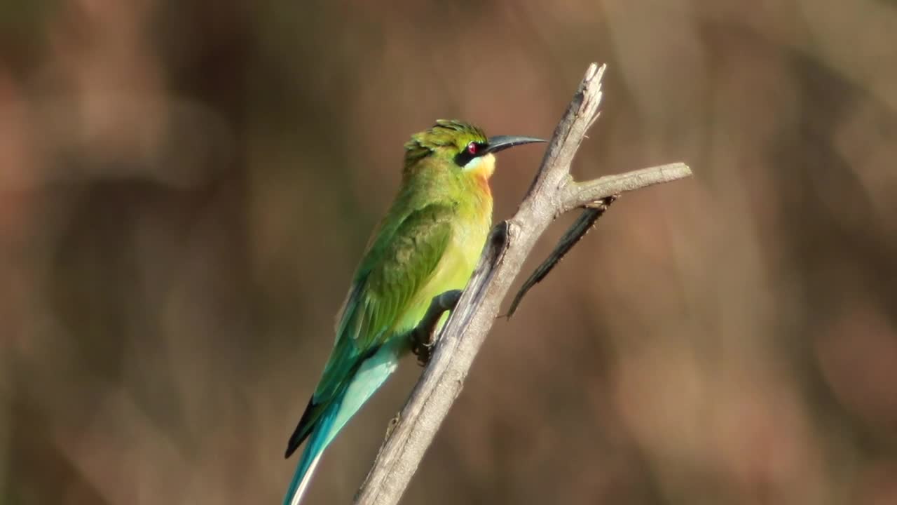 Stock Video Colorful Bird On A Small Branch Live Wallpaper For PC