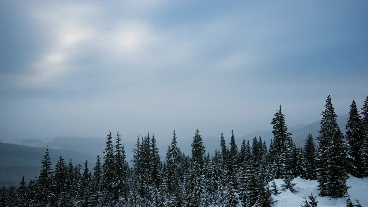 Stock Video Cloudy Sky In A Winter Forest Live Wallpaper For PC