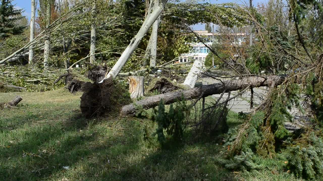 Stock Video Fallen Trees After A Bad Storm Live Wallpaper For PC