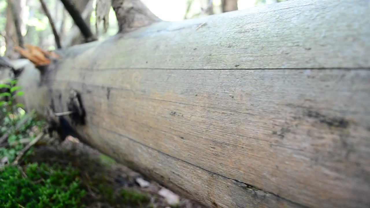 Stock Video Fallen Tree In The Countryside Live Wallpaper For PC