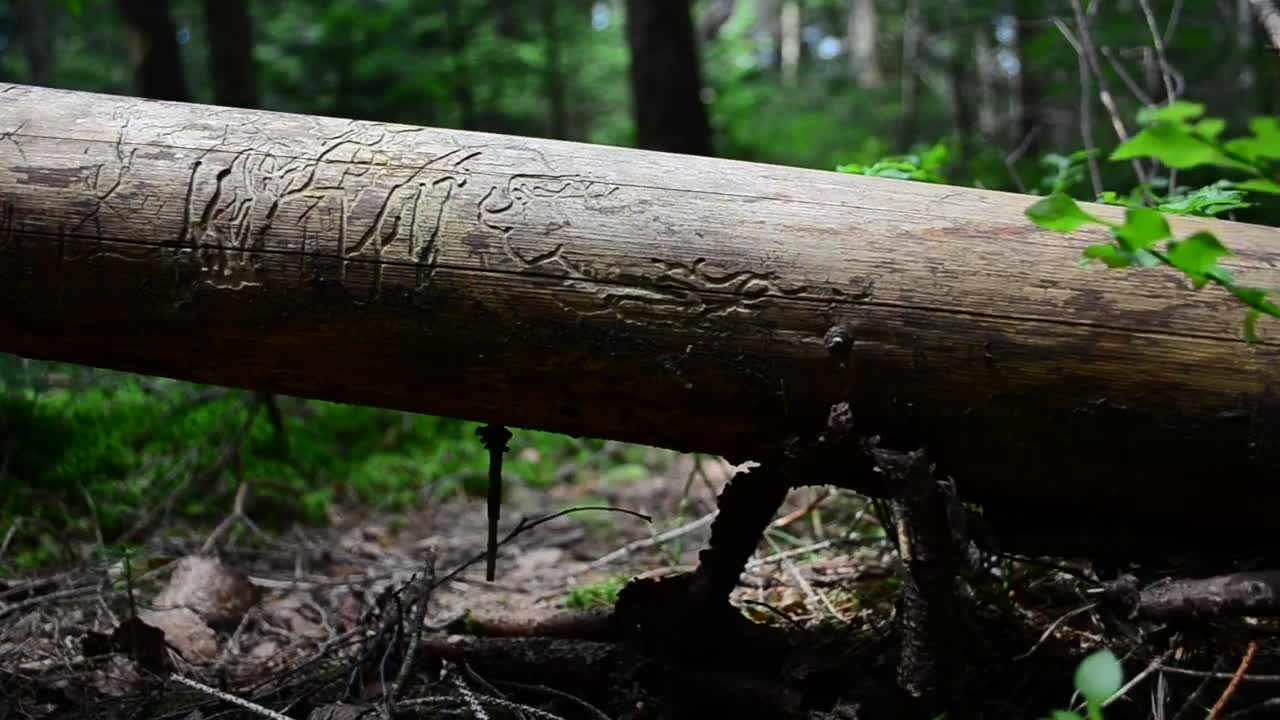 Stock Video Fallen Tree With Ferns Growing Below Live Wallpaper For PC