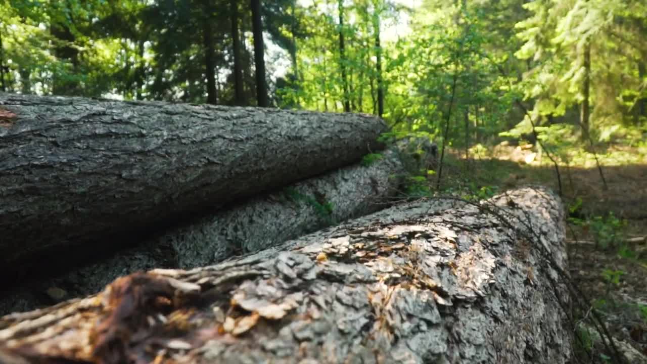 Stock Video Fallen Logs In A Forest Live Wallpaper For PC
