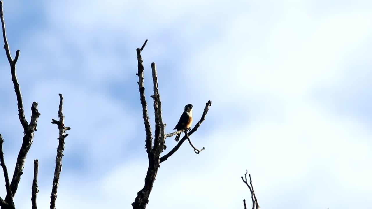 Stock Video Falconet Perched In A Tree Live Wallpaper For PC