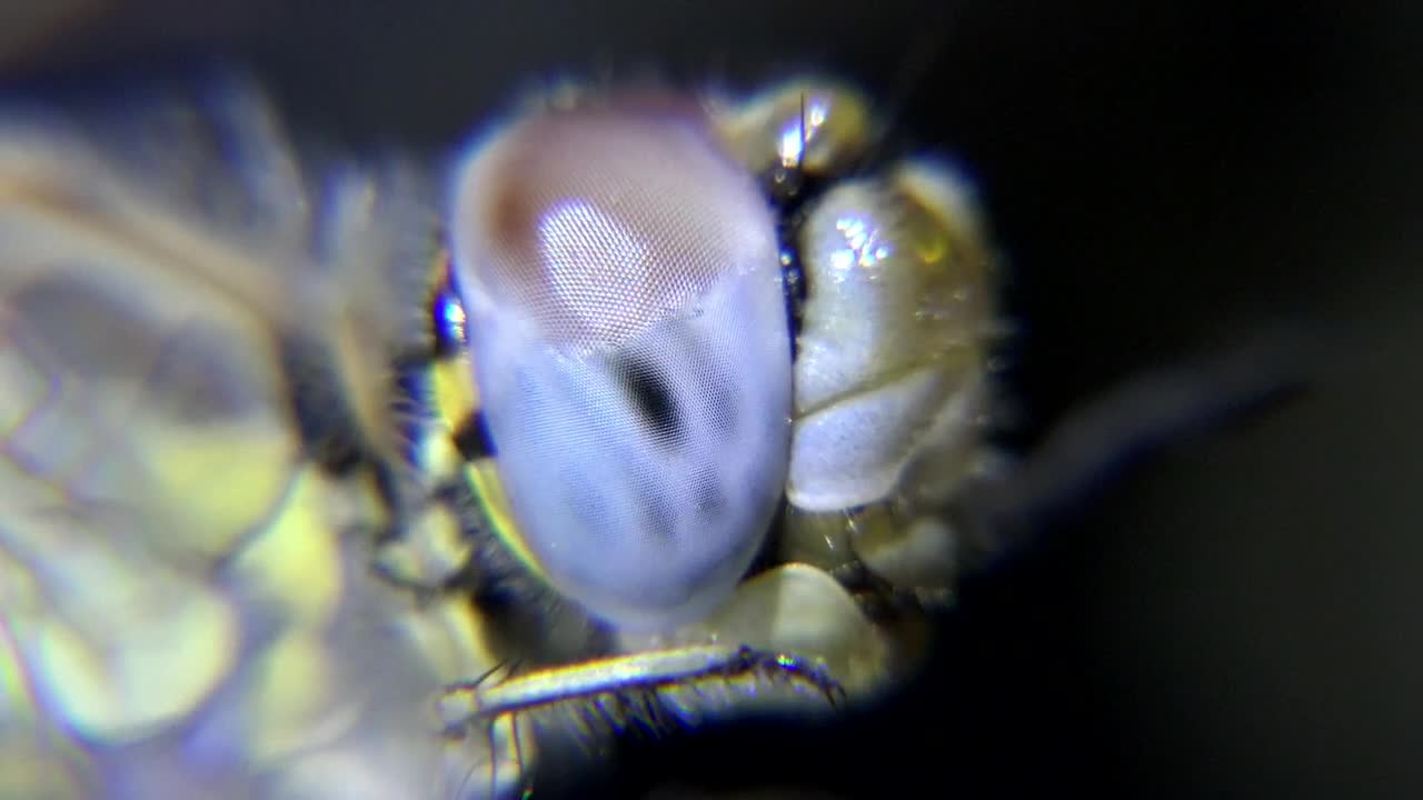 Stock Video Eye Of An Insect Close Up Live Wallpaper For PC