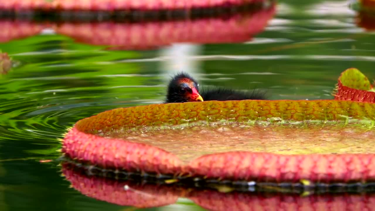 Stock Video Exotic Bird Swimming Among Lotus Flowers In A Lake Live Wallpaper For PC