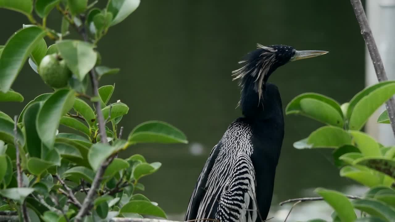 Stock Video Exotic Bird Near A Lake Live Wallpaper For PC