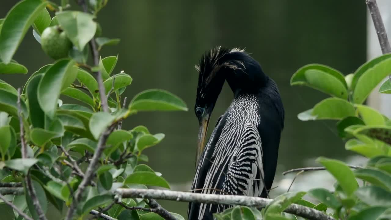 Stock Video Exotic Bird In Its Habitat Live Wallpaper For PC